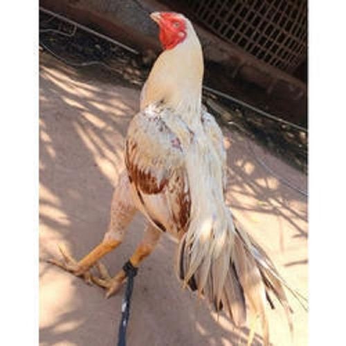 White Colour Farm Grown Natural Live Chicken For Cooking, Hotel, Restaurant