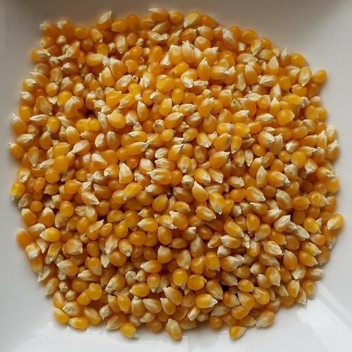 yellow corn