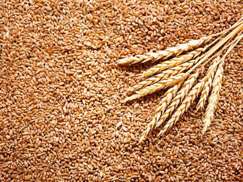 100% Natural and Organic Wheat without Added Artificial Color