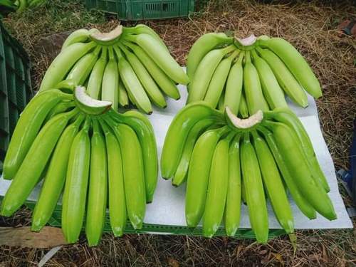 Green Color And A Grade Organic Cavendish Banana With High Nutritious Value