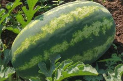 Green Color And Organic Water Melon Enriched With Lots Of Water