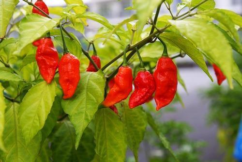 No Artificial Colors and Flavors Fresh Red Colour And Bhut Jolokiya