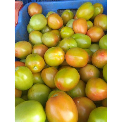 Round 100% Natural Green Color Fresh Tomatos