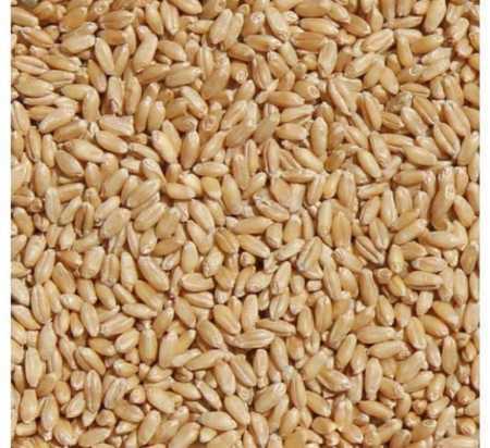 Light Brown 100% Pure And Unadulterated Milling Wheat For Making Chapatis And Other Dishes