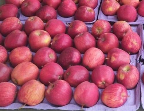 A Grade And Indian Origin Fresh And Organic Kashmiri Apple With High Nutritious Values