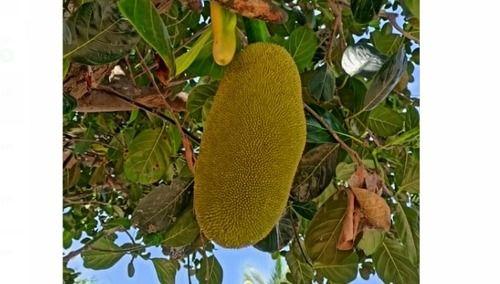 Fresh And Organic Green Jackfruit With High Nutritious Value And Taste