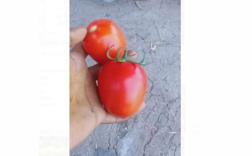 Fresh And Organic Red Tomato With High Nutritious Value And Taste