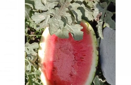 Open Air Fresh And Organic Sweet Juicy Watermelon With High Nutritious Value And Taste