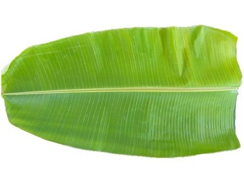 Green Colour Fresh Banana Leaf(Improve Your Health And Dietary Supplement)