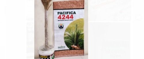 Pacifica 4244 Research Wheat Seeds Use For Agriculture Admixture (%): 1%