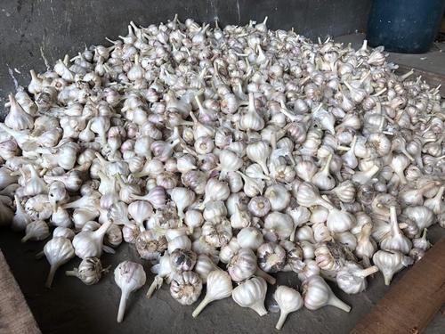 Indian Origin White Fresh Garlic