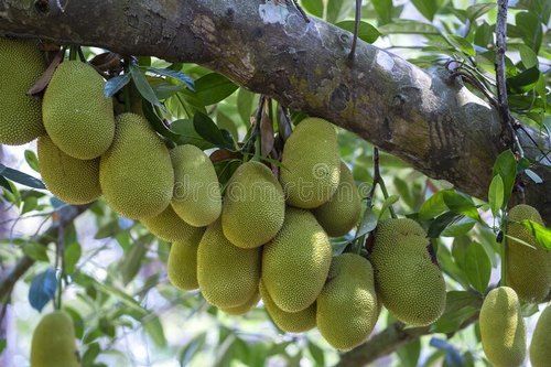 Oval Shape A Grade Fresh Sweet Jack Fruit Green Color(Rich In Antioxidants)