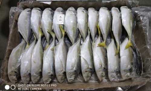 होटल और रेस्तरां आपूर्ति के लिए ताजा जमे हुए पूरे स्कैड मछली