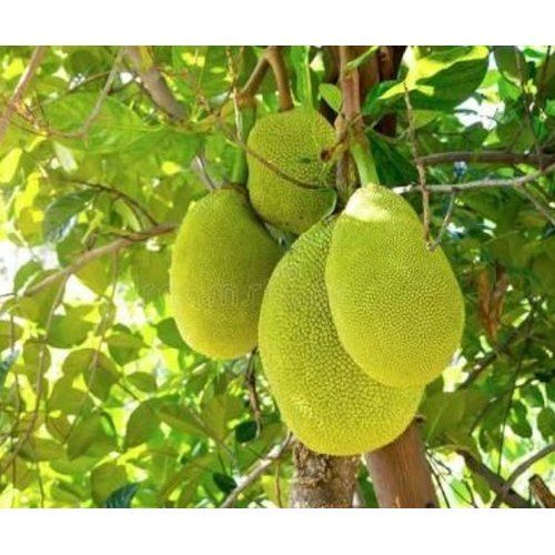 Oval Shape Fresh Green Color Small Size Jack Fruit(Superb Source Of Vitamin C)