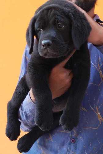  घरेलू उपयोग, मिलनसार और पारिवारिक पालतू जानवरों के लिए भव्य काले रंग का रॉटवीलर पालतू कुत्ता