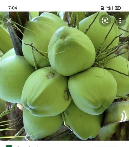 High Grade And Healthy Green Coconut(Contains Potassium And Magnesium)