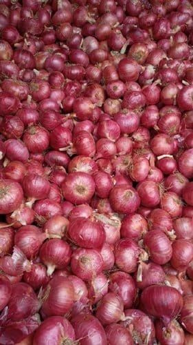 Round And Oval Enhance The Flavor Rich Healthy Natural Taste Fresh Organic Brown Onion