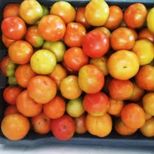 Healthy And Fresh Organic Vegetable Tomato Source Of Vitamins And Minerals