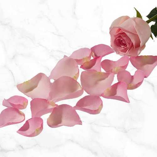 100% Pure And Refreshing Organic And Aromatic Dried Pink Rose Petals 