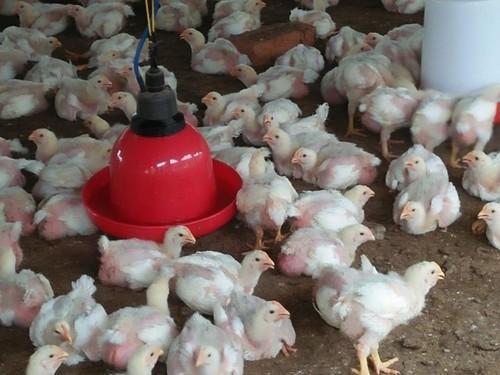 Healthy And Friendly Both Poultry Farm Broiler Chicken