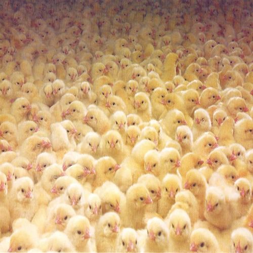 Healthy And Friendly Freshly Hatched Poultry Farm Chicks