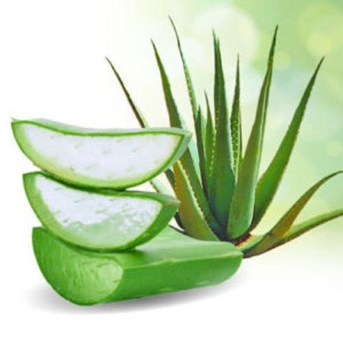 Pure And Refreshing 100% Organic And Fresh Aloe Vera Leaves 