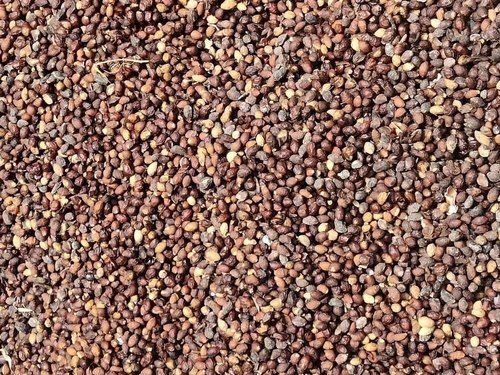 A Grade Nutrition Enriched Brown Dried 100% Pure Natural Neem Seeds Shelf Life: 1-3 Years