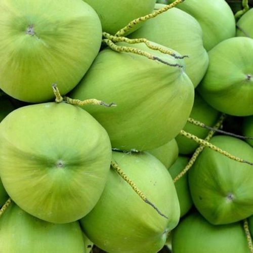 High Level of Antioxidants and Fiber Natural Good Quality Fresh Green Colour Coconut 