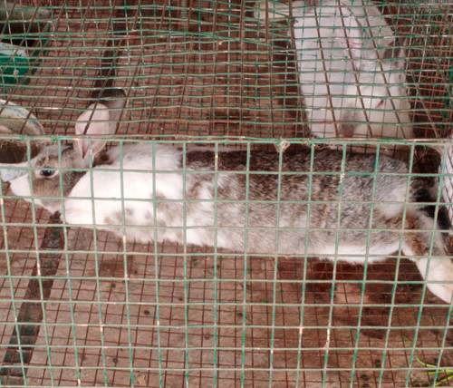 Live White And Mix Color Rabbit Pet Beautiful, Attractive, Cute, Soft And  Fuzzy Fabric Gender: Both at Best Price in Jind | Aastha Rabbit Farming