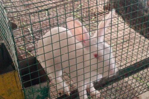 White Color Live Rabbit Pets (Pair Of 2), Beautiful, Attractive, Cute, Cuddly, Lovable Gender: Both