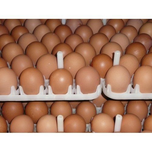  Brown Poultry Farm Fresh And Natural Organic Chicken Eggs For Cooking