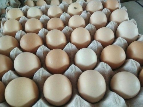  Poultry Farm Fresh And Natural Organic White Chicken Eggs Used For Cooking