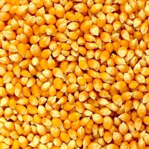 Yellow Fresh Organic Dried Maize Grains With 6 Months Shelf Life And Rich In Fiber