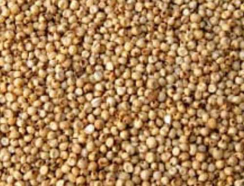 Gluten-free, Vitamins, Minerals And Nutrients Rich Organic Brown Colour Jowar Sorghum