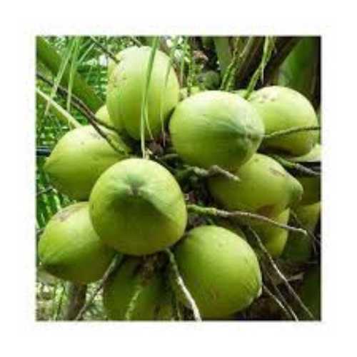 Common Green Color Fresh Coconut Free From Impurities, Hard In Texture