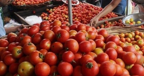 Mild Flavor Pulpy Juicy Healthy Natural Taste Red Organic Fresh Tomato