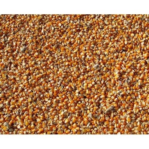 Orange Color 100% Fresh And Organic Dry Corn Seeds For Animal Feed, Flour, Rawa