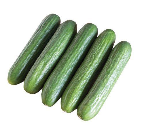 Rich Taste And Vitamin C A Grade And Fresh Green Cucumber For Salad