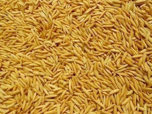 A Grade Organic Long Grain Yellow Paddy Rice With Rich Nutrients Values