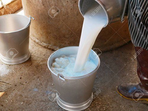 Creamy Pure Natural White Color Cow Milk With 2 Days Shelf Life, Rich In Vitamin A