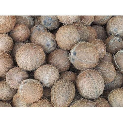 Graded, Sorted And Premium Quality Whole Medium Size Dehusked Coconut