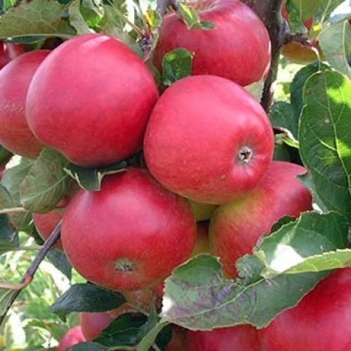 Natural Fresh Apple With Red Colour and 3 Days Shelf Life, Rich in Dietary Fibre, Vitamin C, Potassium