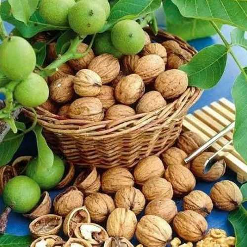 Rich Antioxidants And Alpha-Linolenic Acid Organic Fresh Natural Walnuts With Shell