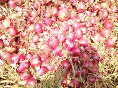 100% Pure Natural Organic And Healthy White Fresh Onion For Cooking