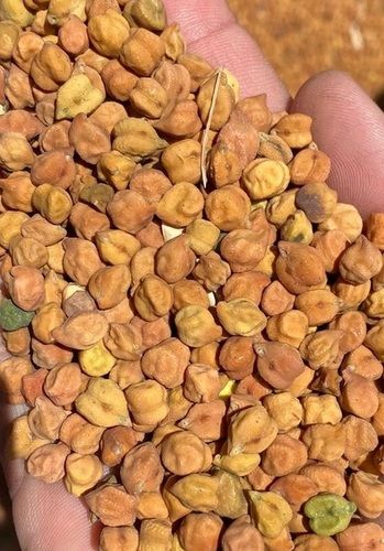 Good In Taste Easy To Digest Rich In Antioxidant And Minerals Dried Brown Desi Chana