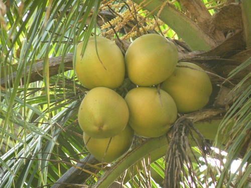 Natural, Farm Grown Fresh Green Colour Healthy Tender Coconut