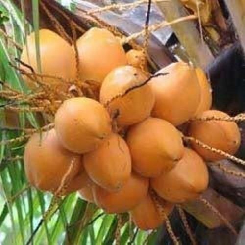 Natural Grown Farm Fresh Tender Coconut Water With Sweet Taste, Rich In Flavor
