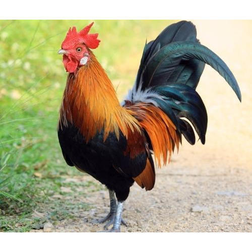 Orange And Black Medium-Size Farm Grown Healthy Country Live Chicken Gender: Both