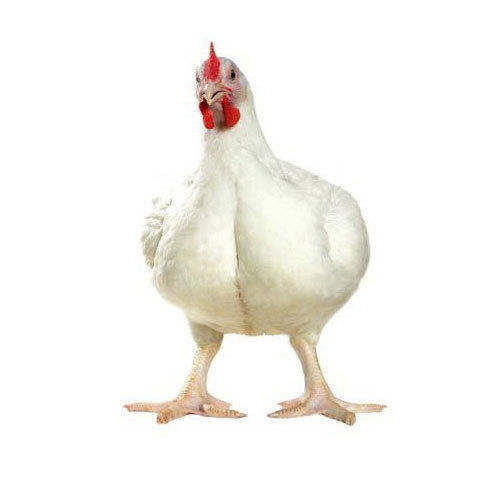 White Small-Size Farm Grown Healthy Live Broiler Chicken
