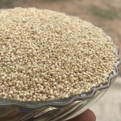 Whole Dried Unpolished Gluten Free Machine Cleaned White Barnyard Millet